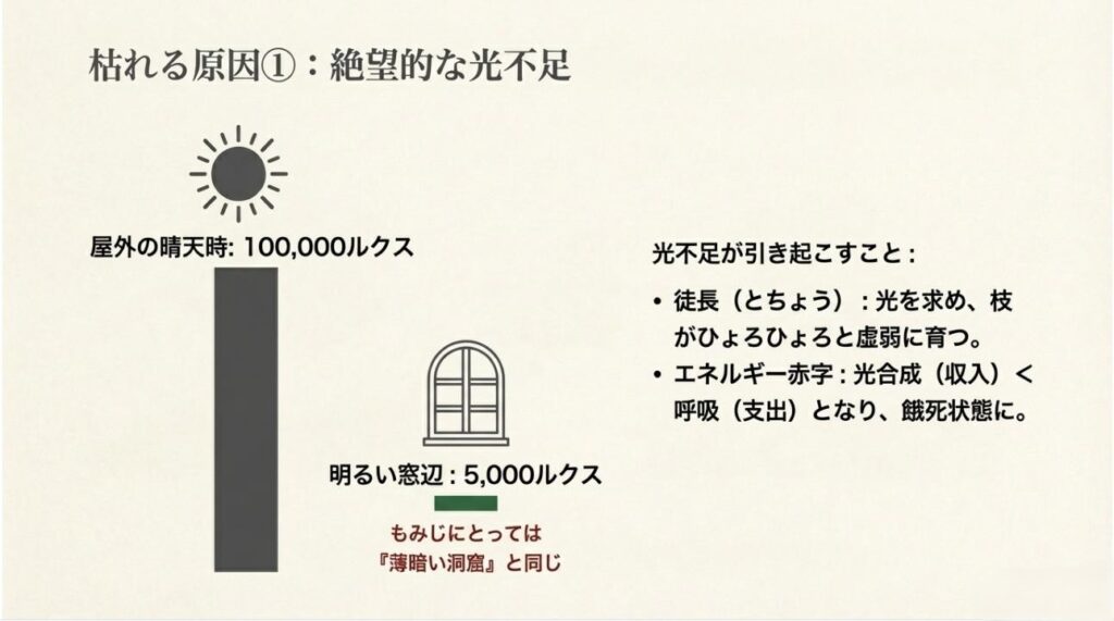 屋外の100,000ルクスに対し、明るい窓辺でも5,000ルクスしかなく、もみじにとって室内は「薄暗い洞窟」であることを説明する図