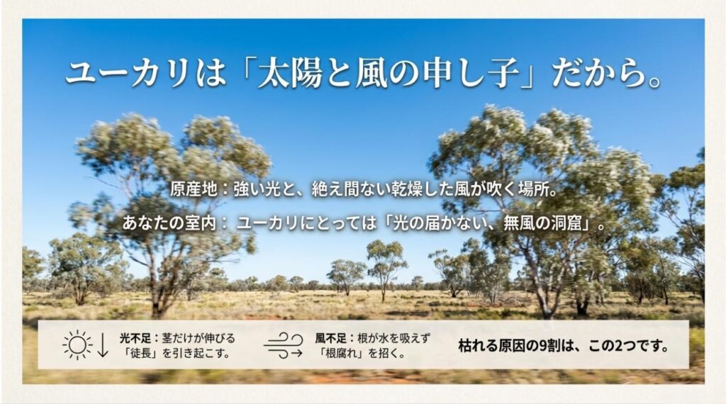 ユーカリが枯れる原因である光不足による徒長と風不足による根腐れの図解