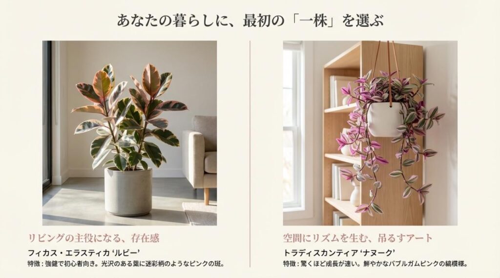 直立するフィカス・ルビーと、ハンギングされたトラディスカンティア・ナヌークの写真に、それぞれの特徴を記載した解説スライド