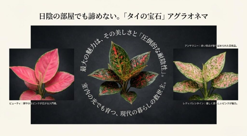 アグラオネマのビューティ、アンヤマニー、レディバレンタインの3品種の名前と特徴を紹介するスライド