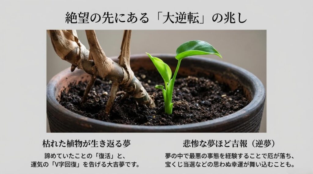 枯れた茎から新芽が出る写真と、復活や逆夢による幸運（宝くじ当選など）を解説したスライド