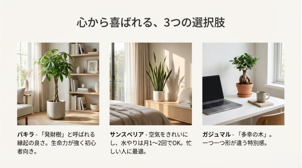 パキラ、サンスベリア、ガジュマルの3つの植物の画像とそれぞれの推奨理由