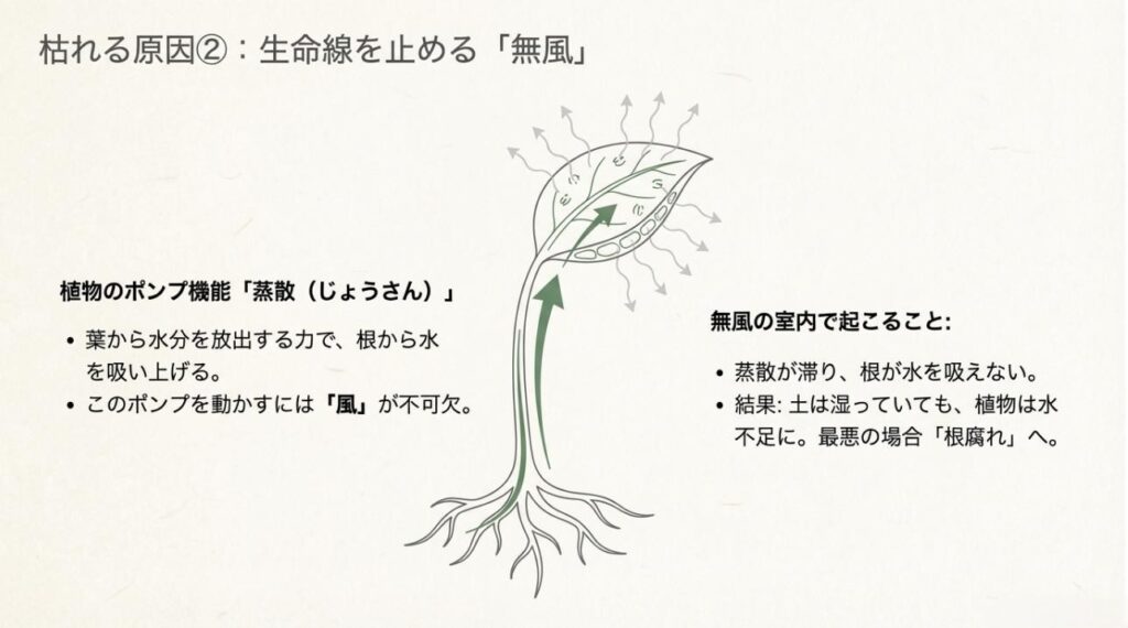 風がない室内では蒸散が滞り、根が水を吸えなくなる「無風の室内」のリスクを解説するイラスト