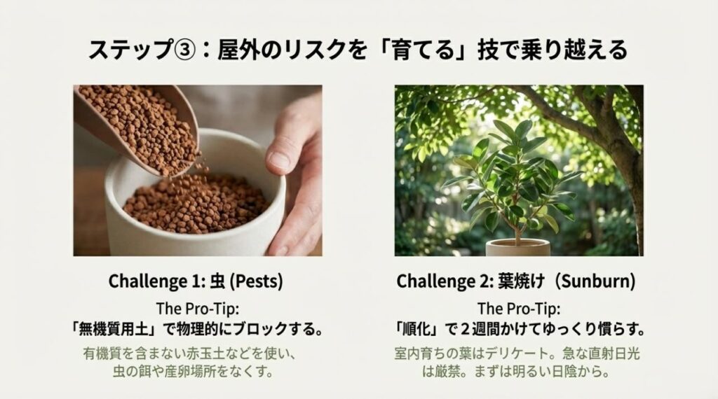 屋外管理のリスク対策。無機質用土による虫対策と、順化（ハードニング）による葉焼け防止のプロの技