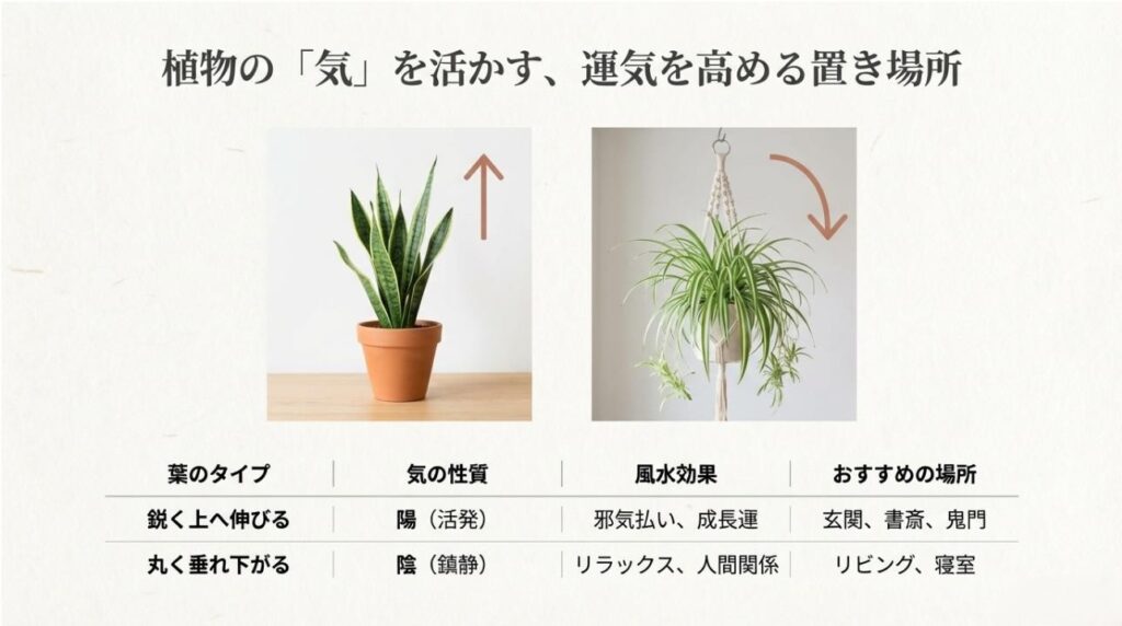 上に伸びる葉と垂れ下がる葉の気の性質と風水効果をまとめた比較表