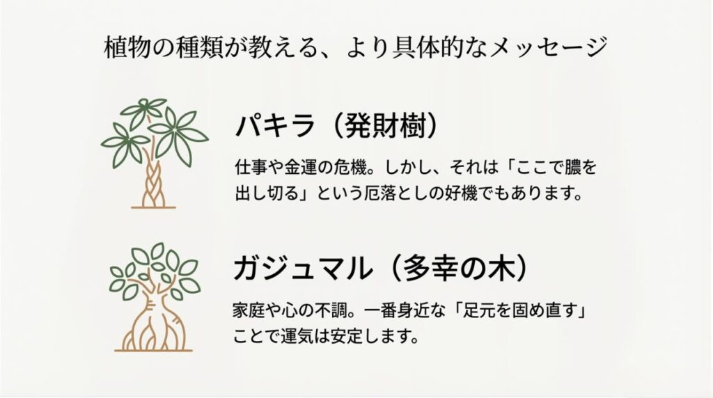 パキラ（金運・仕事）とガジュマル（家庭・心）の夢の意味を比較したイラストスライド