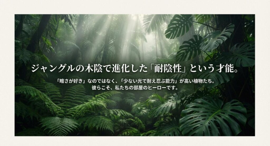 ジャングルの木陰で進化した「耐陰性」についての解説。「暗さが好き」なのではなく「少ない光で耐え忍ぶ能力」が高いという植物の特性を説明したテキストスライド