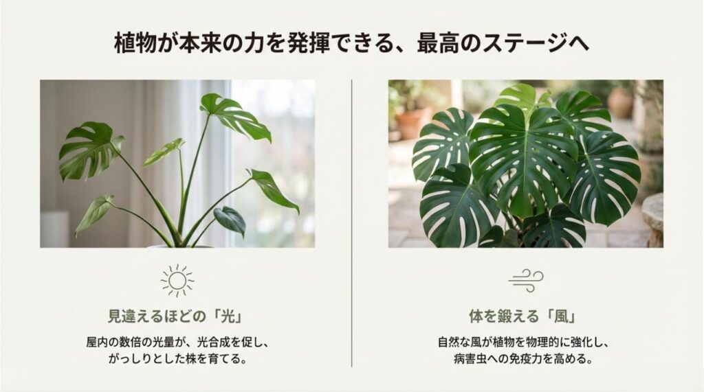 観葉植物を外に出すメリット。屋内の数倍の光量と、株を強くする風の効果についての図解