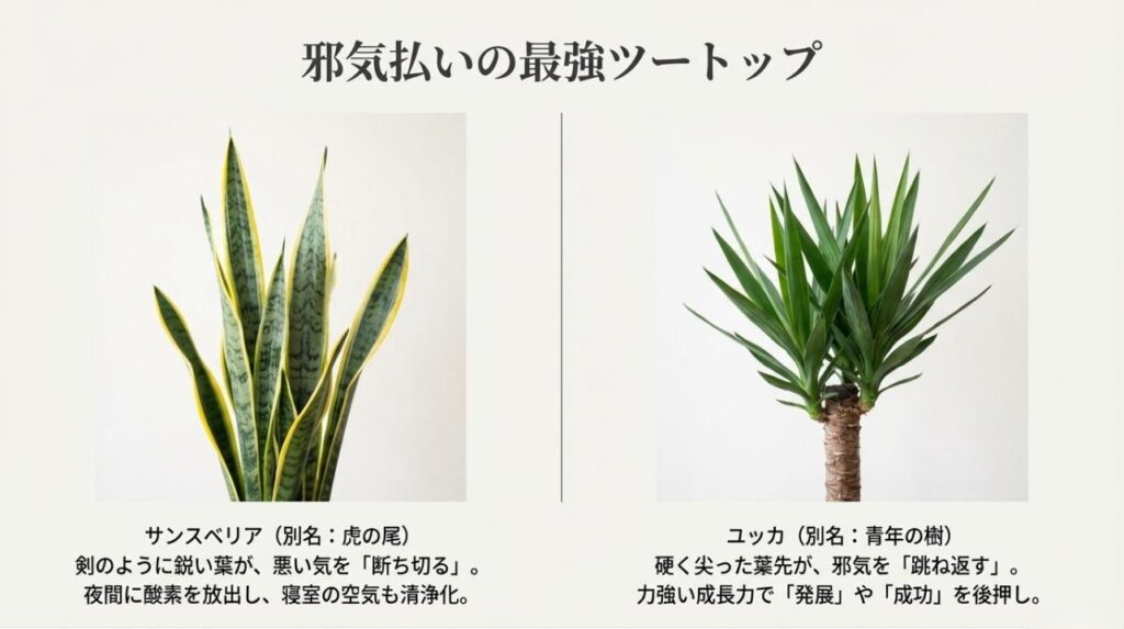 鋭い葉を持つサンスベリアとユッカの写真。悪い気を断ち切り、邪気を跳ね返す効果の解説スライド