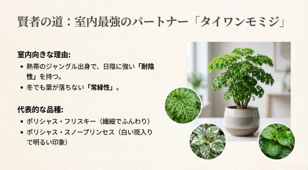 ポリシャス・フリスキーやスノープリンセスなど、室内環境に適応しやすいタイワンモミジの品種紹介