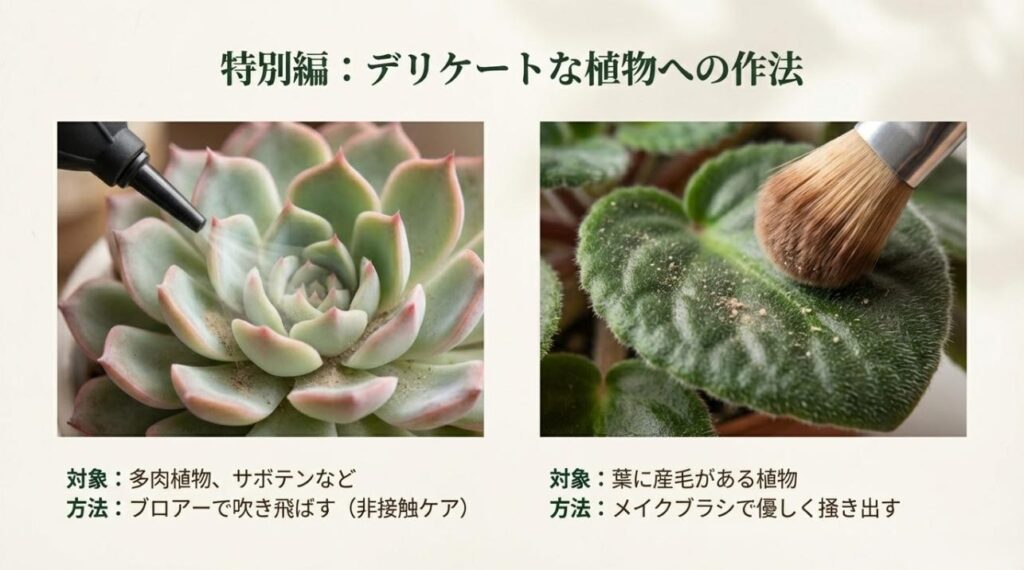 多肉植物や産毛のある葉のための掃除道具(ブロアーとメイクブラシ)