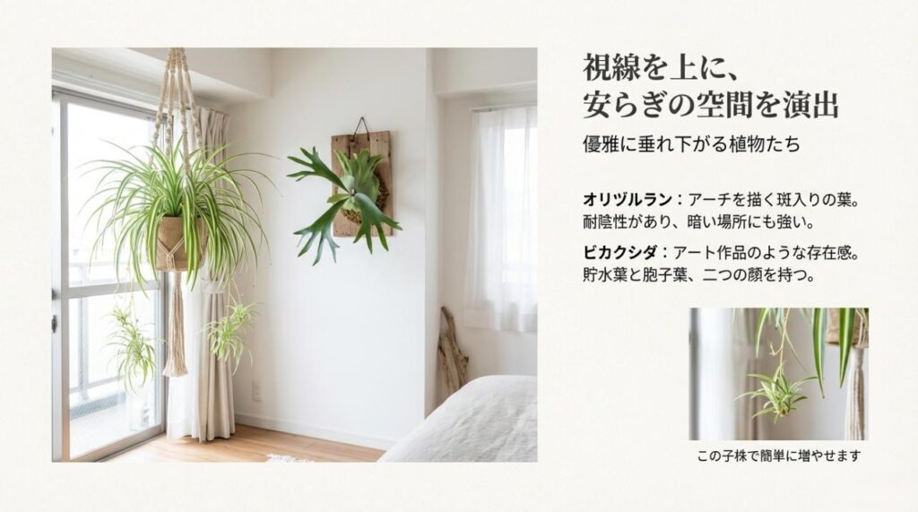 オリヅルランやビカクシダが窓辺から優雅に垂れ下がる様子