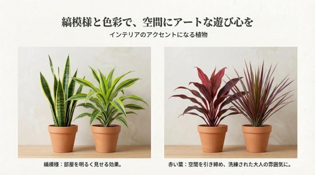 縞模様のサンセベリアや赤い葉のドラセナなどインテリアのアクセントになる植物
