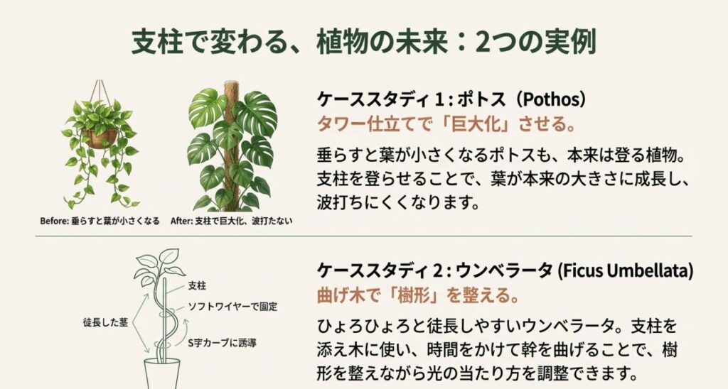 ポトスをタワー仕立てにして葉を巨大化させる方法と、ウンベラータを曲げ木で樹形を整える方法のBefore/After解説