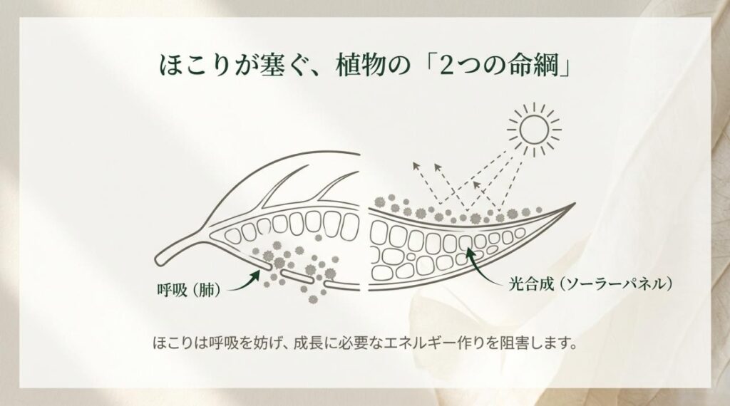 ほこりが植物の呼吸(気孔)と光合成を阻害する仕組みの図解