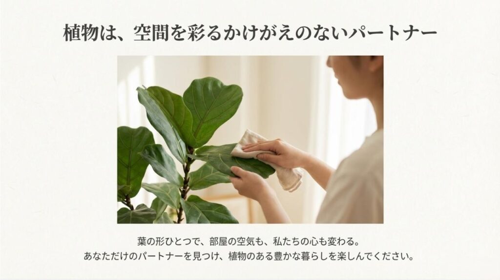大きな観葉植物の葉を丁寧に拭いて手入れをする日常の風景