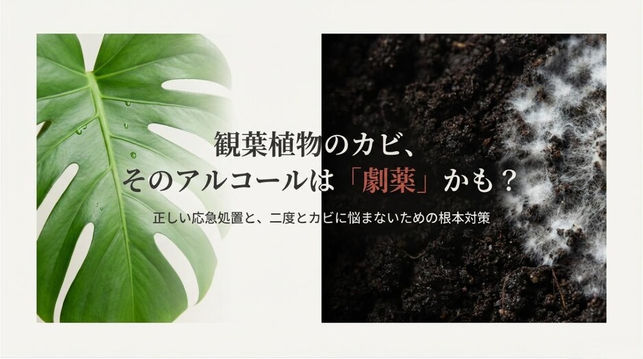 観葉植物のカビにアルコールを使う際の注意点と、正しい応急処置・根本対策をまとめた記事のアイキャッチ画像