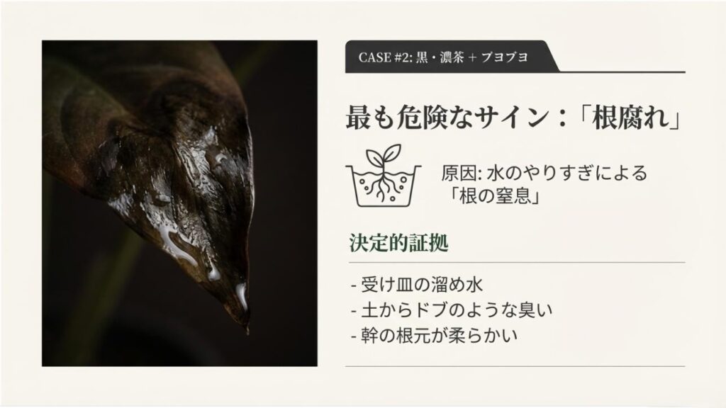 黒く湿った葉先と、水のやりすぎによる根の窒息やドブのような臭いなどの決定的証拠をまとめた図解