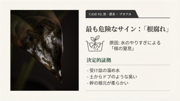 観葉植物の葉っぱの先が枯れる!茶色や黒の原因と復活させる診断術 | Rich and Green Life
