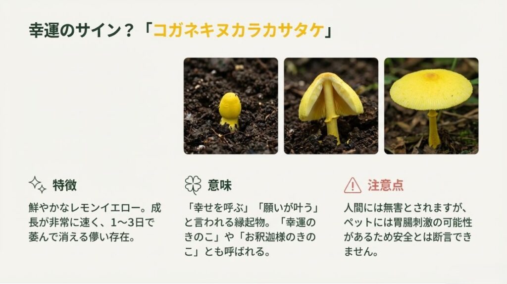 鮮やかな黄色のきのこ「コガネキヌカラカサタケ」の特徴と幸運のシンボルとしての解説