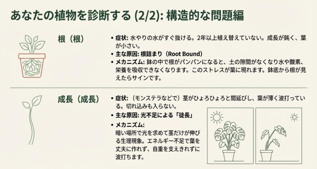 鉢の中の根詰まりや光不足による徒長が原因で葉が波打つメカニズムと症状を解説したイラスト付きスライド