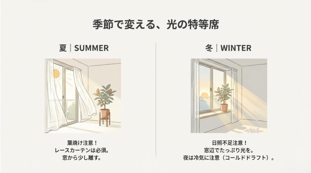 夏のレースカーテン越しの管理と、冬の窓辺での日光浴および夜間の冷気対策を図解したイラスト