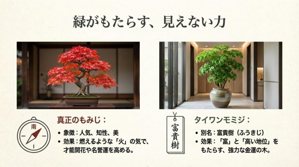 真正もみじの「人気・美」と、タイワンモミジ（富貴樹）の「金運・財運」の風水効果を解説した図