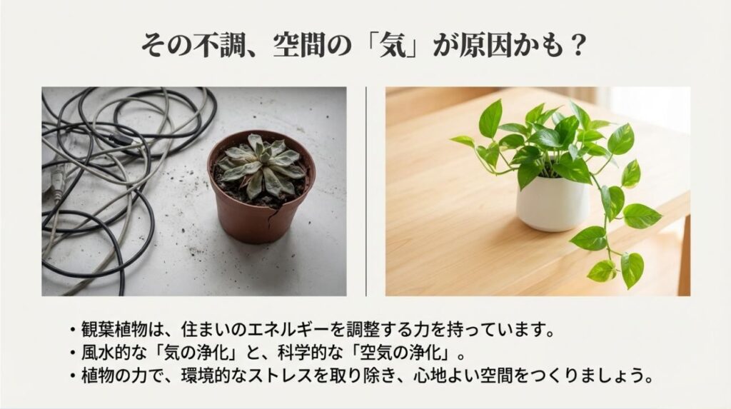 枯れた植物と瑞々しいポトスの比較画像。風水的な気の浄化と科学的な空気の浄化についての解説スライド
