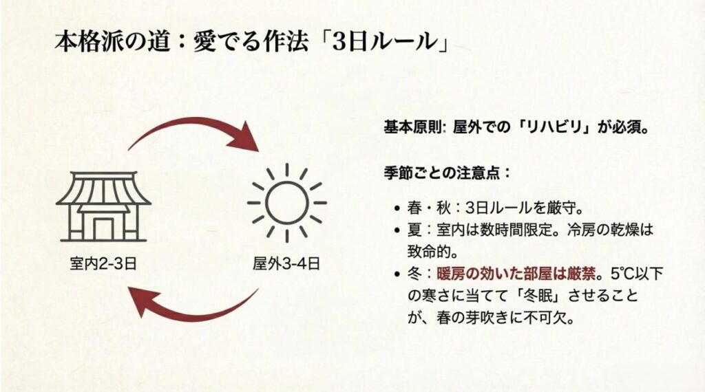 室内での鑑賞を2-3日に留め、屋外で3-4日リハビリさせる、真正もみじを枯らさないための管理サイクル