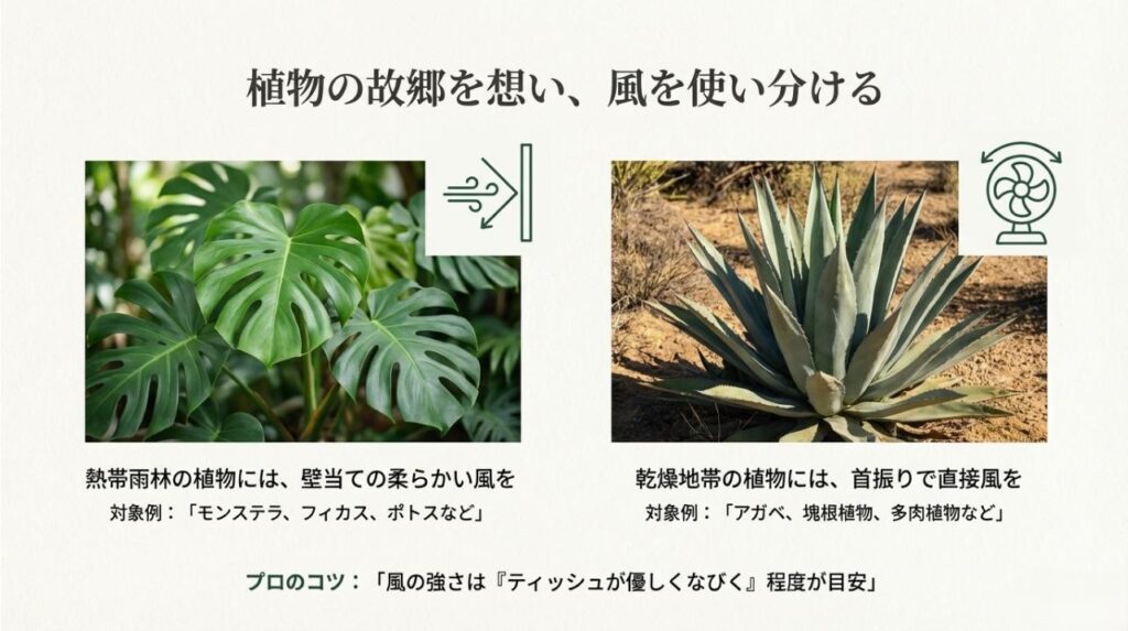 モンステラには壁当ての柔らかい風、アガベには首振りでの直接風を推奨する解説イラスト