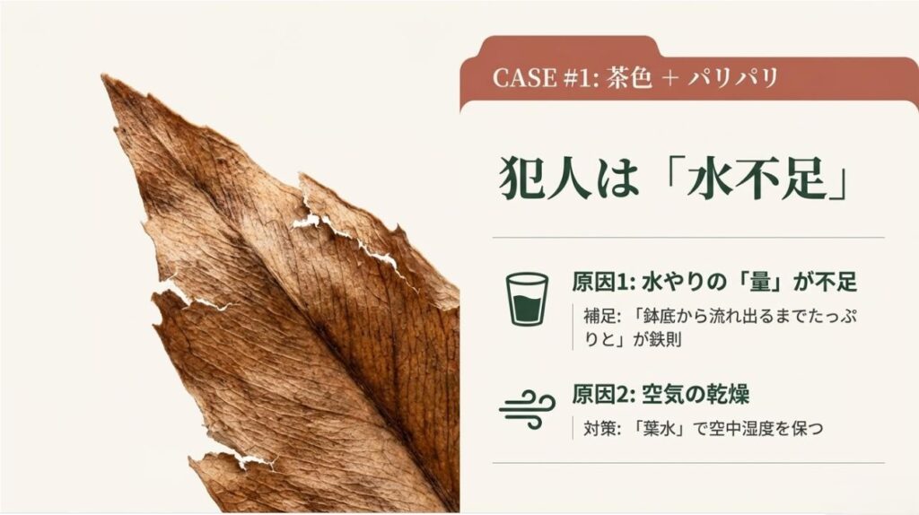 茶色くパリパリに枯れた葉の写真と、水やりの量不足や空中湿度の低下が原因であることを示すスライド
