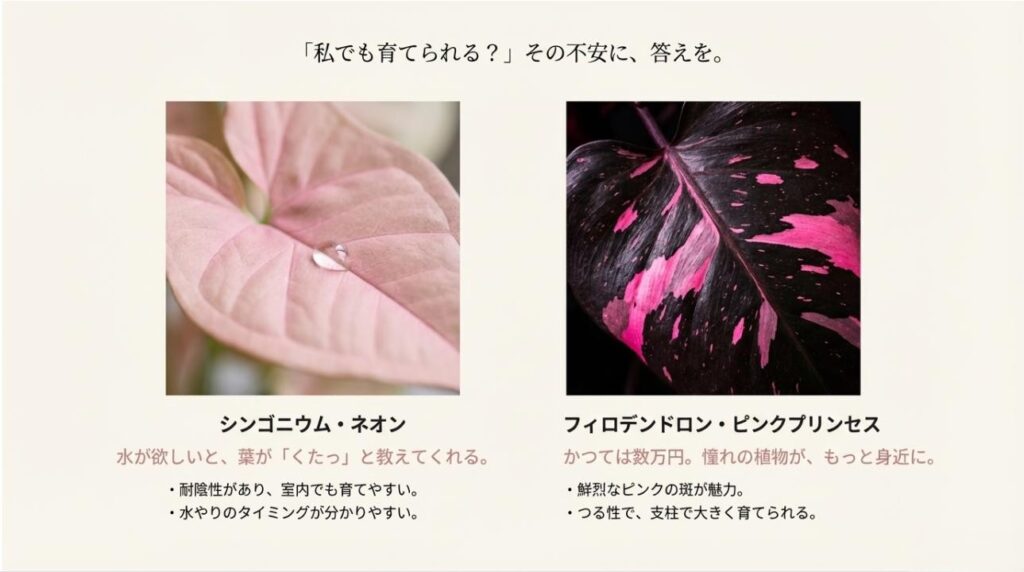 パステルピンクのシンゴニウムと、鮮烈なピンク斑のフィロデンドロン・ピンクプリンセスの葉のアップ写真と育て方のポイント