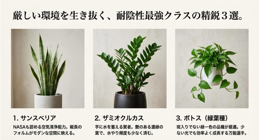 暗い場所でも育つおすすめの観葉植物3選。1.サンスベリア、2.ザミオクルカス、3.ポトス（緑葉種）の写真とそれぞれの特徴紹介