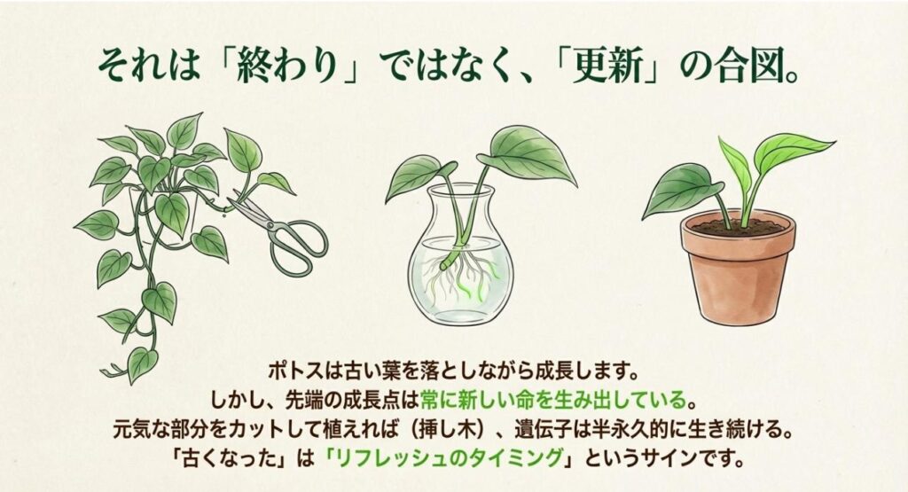 ポトスの伸びた茎をカットして水挿しにし、新しい根を出させて株を更新（リフレッシュ）させる手順のイラスト