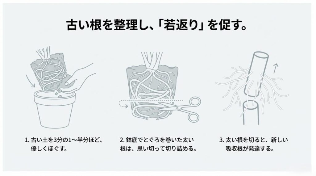 根鉢の土をほぐし、鉢底でとぐろを巻いたサークリングした根をハサミで切り取るイラスト解説