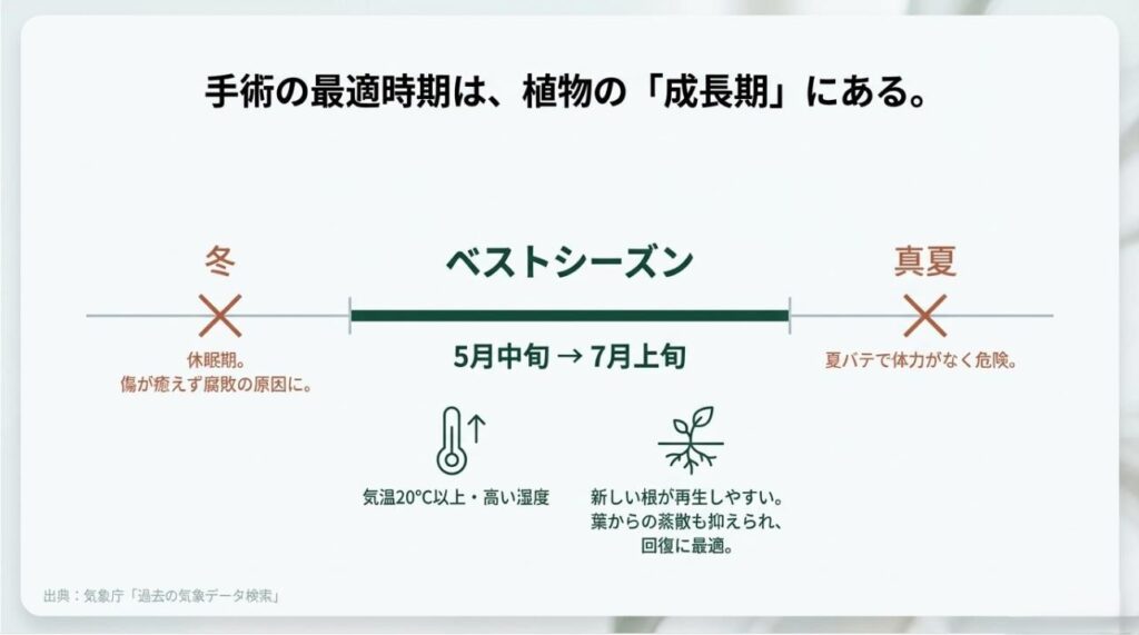 1年間のカレンダーで見る根の剪定に適した時期（梅雨時）と、避けるべき真夏・真冬の解説図