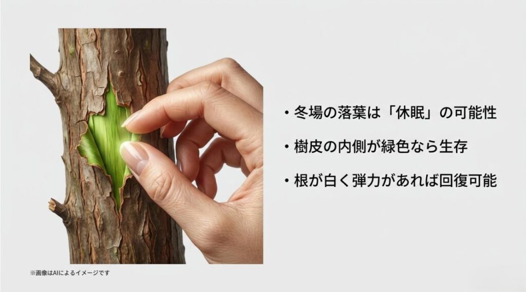 樹皮を少し削って緑色の形成層を確認する様子と、健康な白い根のチェックポイントをまとめたスライド