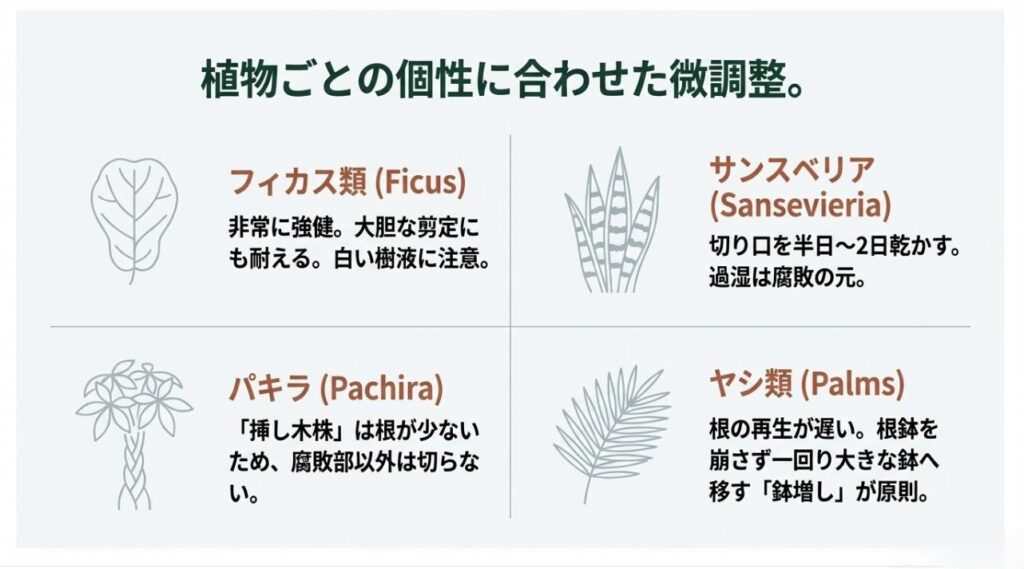 フィカス、サンスベリア、パキラ、ヤシ類それぞれの葉のイラストアイコンと、根の扱いに関する注意点まとめ