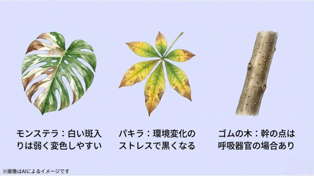 モンステラの斑入り、パキラのストレス、ゴムの木の皮目（呼吸器官）それぞれの葉や幹の状態を比較したスライド