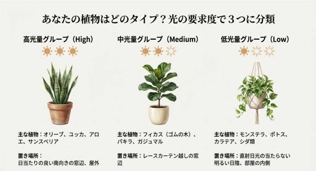 オリーブなどの高光量グループ、フィカスなどの中光量グループ、モンステラなどの低光量グループに分類した植物一覧表