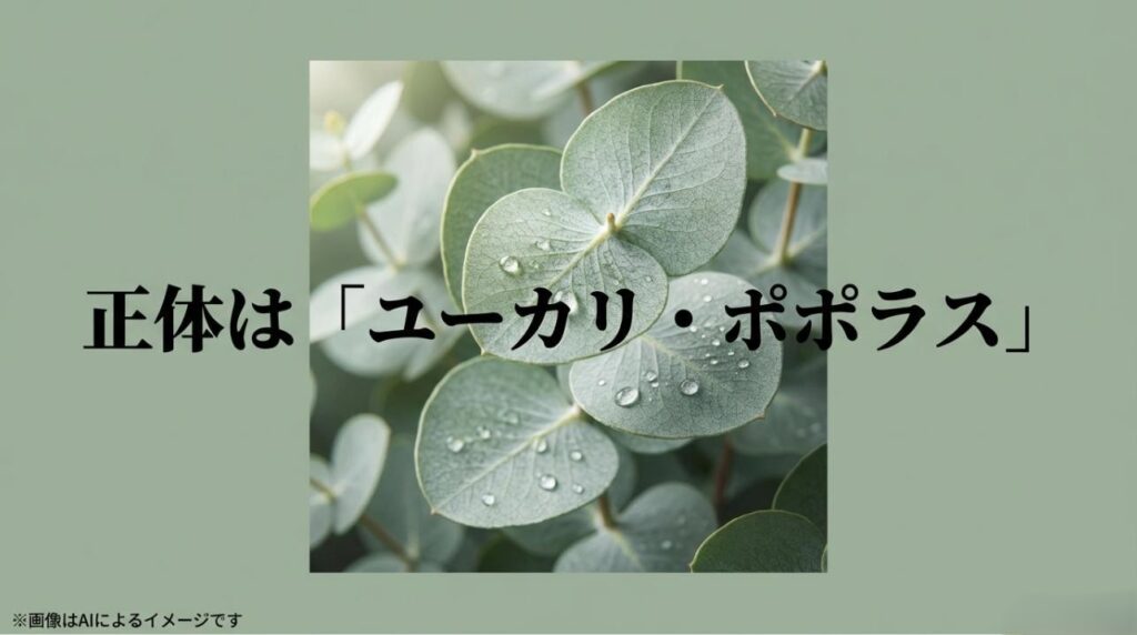 観葉植物「ポプラ」の正体がユーカリ・ポポラスであることを示すイメージ画像