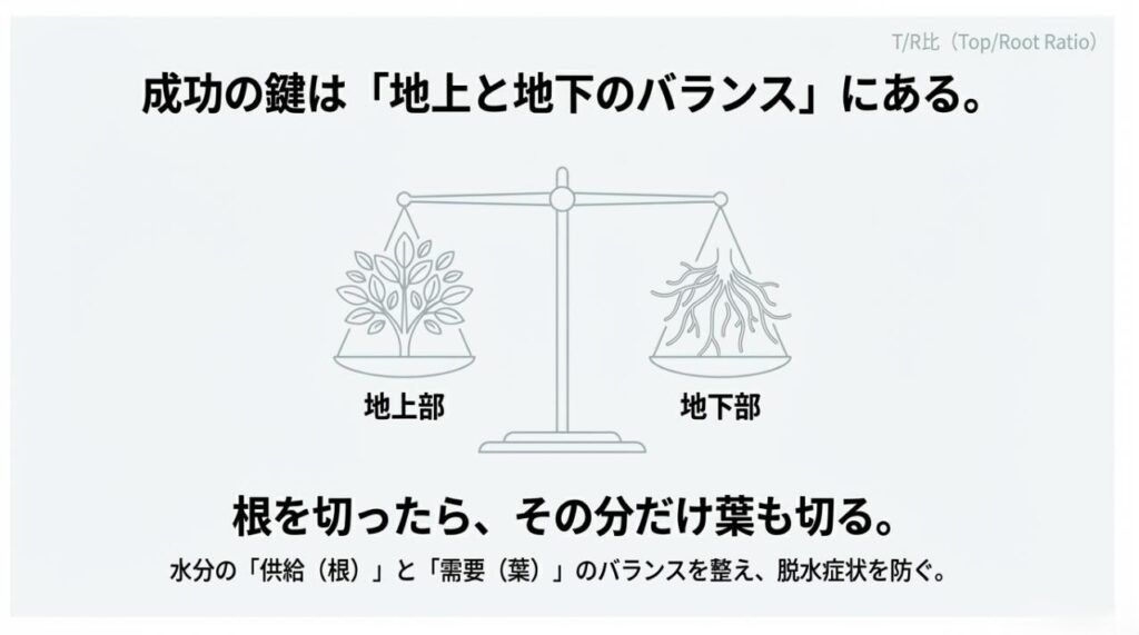 天秤のイラストで描かれた、地上部の葉と地下部の根の重量バランス（T/R比）と、根を切ったら葉も切る重要性