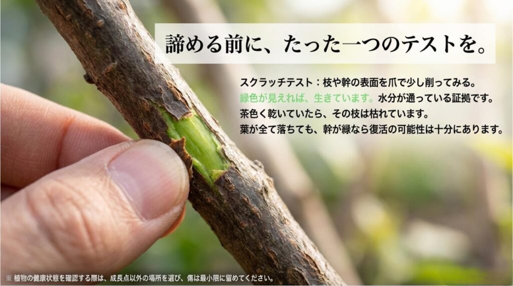 枝の表面を少し削って緑色が見えるかを確認し、植物が生きているか枯死しているかを判定するスクラッチテストの図解