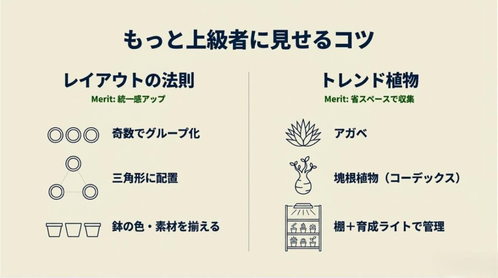 奇数配置や三角形の法則、トレンドの塊根植物を棚で管理するコツを比較・対比した図解