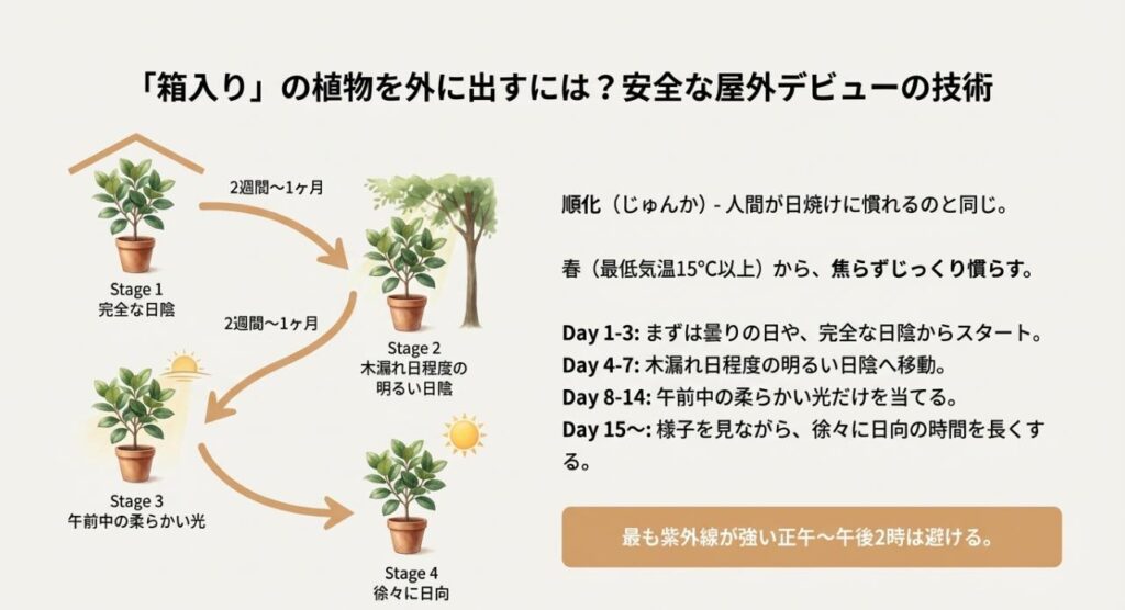 約1ヶ月かけて日陰から徐々に日光に慣らしていく、観葉植物の順化（じゅんか）プロセスのステップ図解