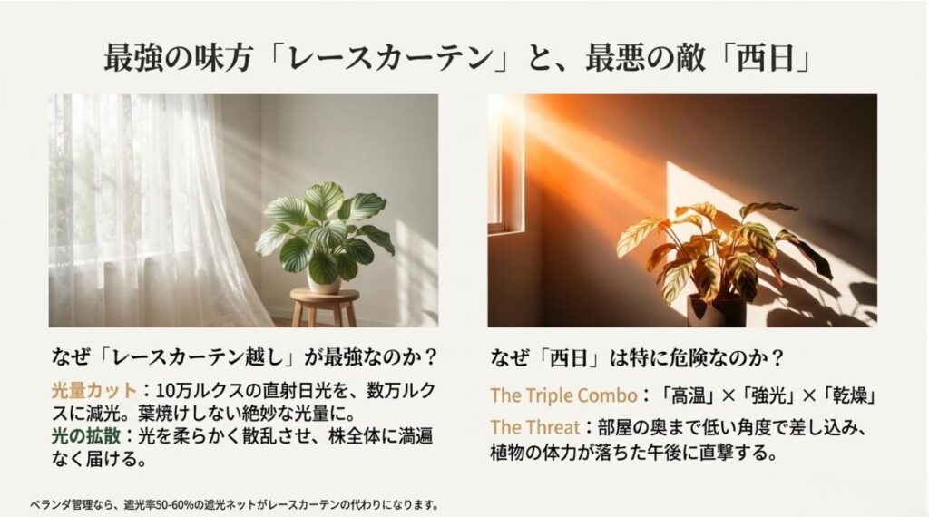 直射日光を柔らかな散乱光に変えるレースカーテンの効果と、西日が植物にとって危険な理由を解説したスライド