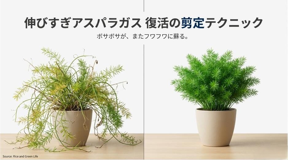 鉢植えのアスパラガスのイラストと、ボサボサの状態からフワフワに蘇ることを伝えるタイトルスライド