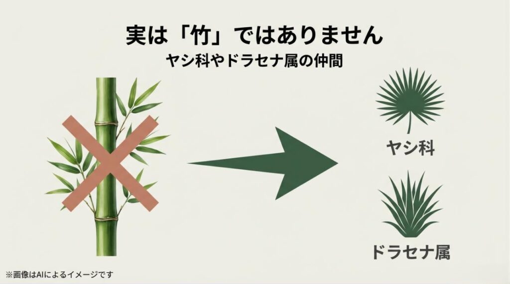 竹のように見える観葉植物が、実はヤシ科やドラセナ属の仲間であることを分類図で示した画像