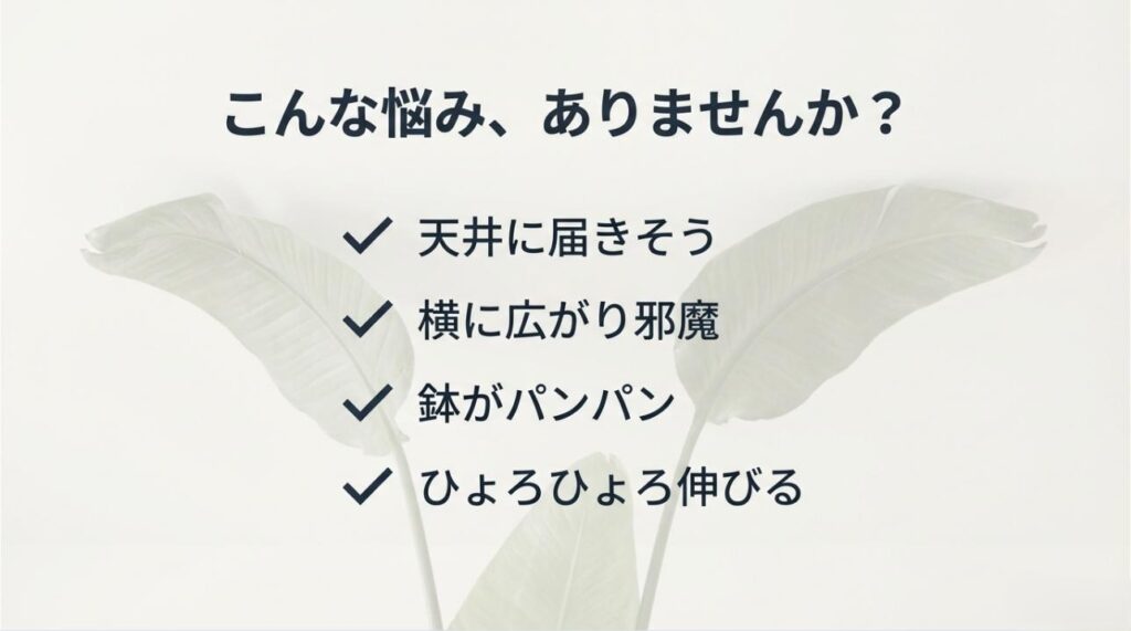 天井に届く、横に広がる、鉢がパンパン、ひょろひょろ伸びるといったオーガスタの育成トラブルをまとめたスライド