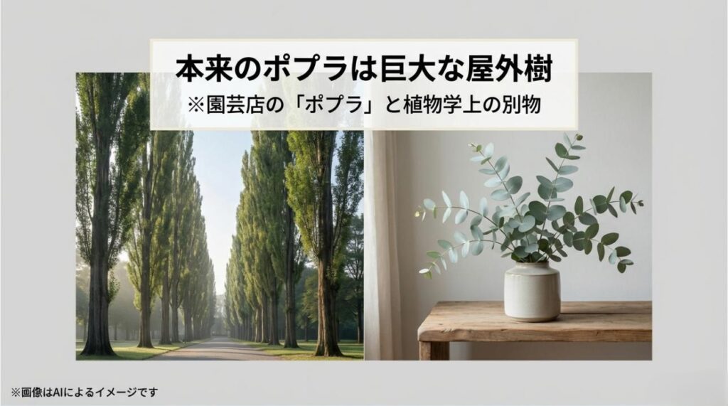 公園にあるような巨大なポプラ並木と、室内に置かれた繊細なユーカリの比較画像